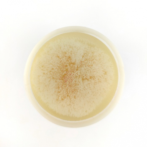 Комплект картриджів Raifil UF-11+IL10W-C BOX